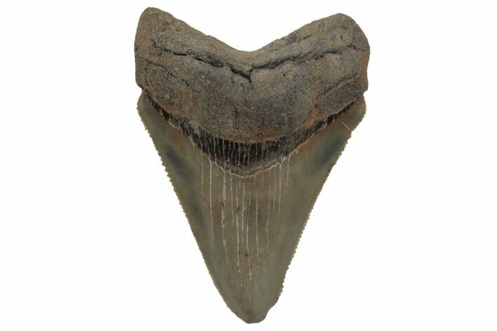 Serrated, Juvenile Megalodon Tooth - South Carolina #212995